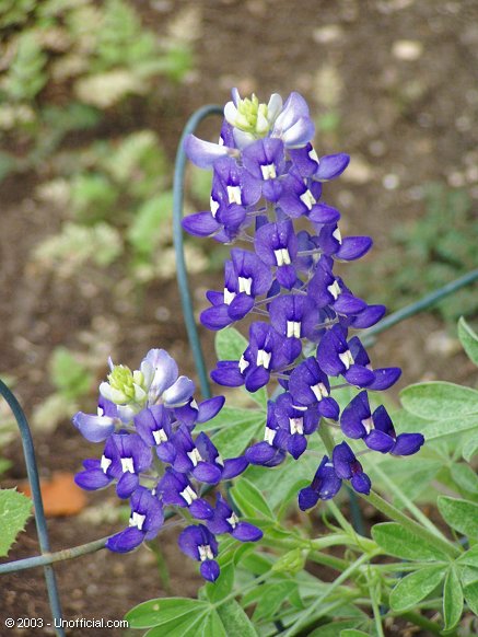 Bluebonnets in northwest Travis County, Texas