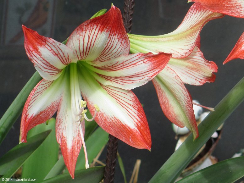 Amaryllis in northwest Travis County, Texas