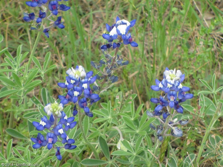 Bluebonnets in northwest Travis County, Texas