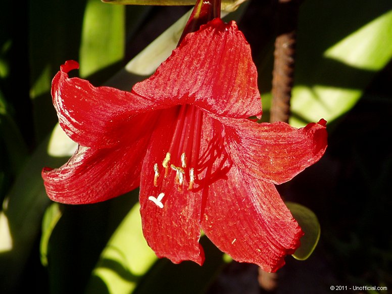 Amaryllis in northwest Travis County, Texas