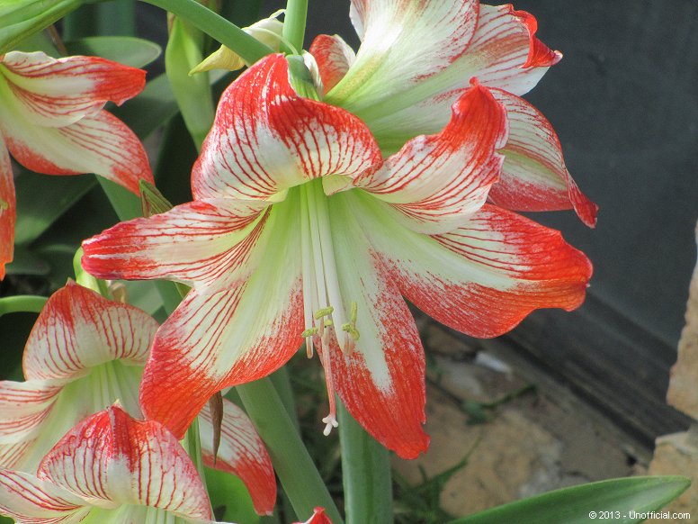 Amaryllis in northwest Travis County, Texas