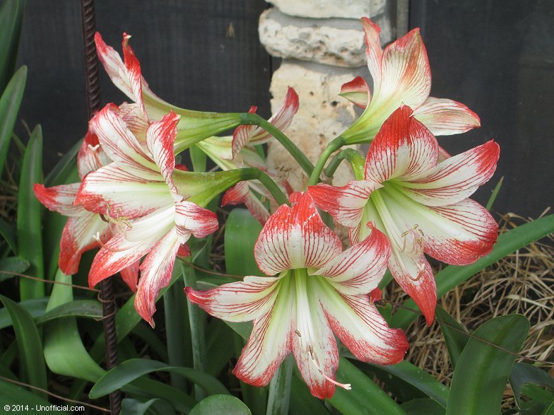 Amaryllis in northwest Travis County, Texas
