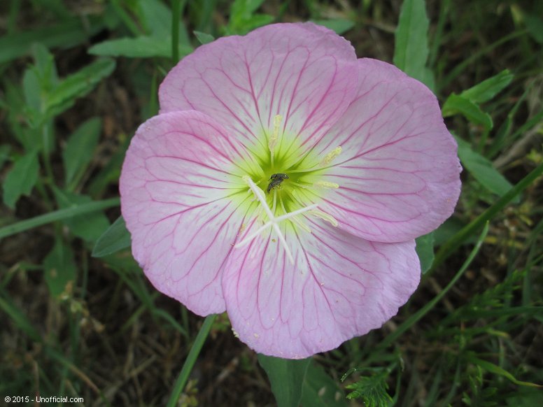 Evening Primrose in northwest Travis County, Texas