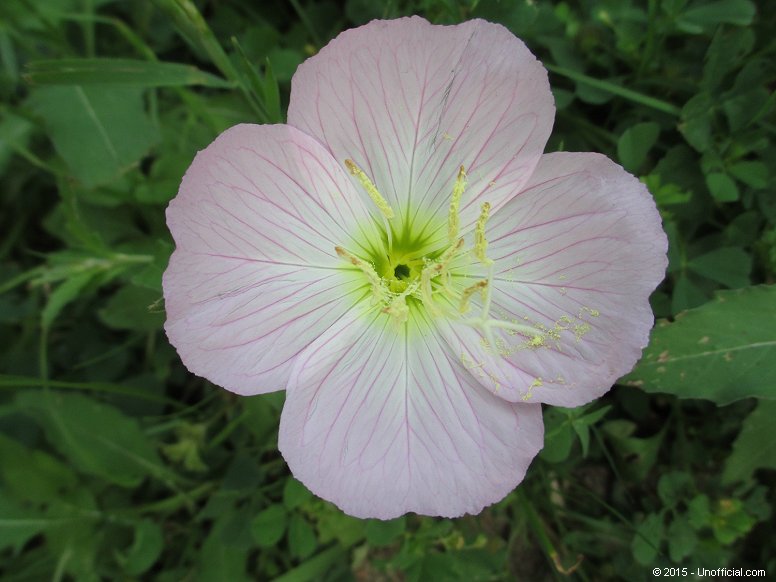 Evening Primrose in northwest Travis County, Texas