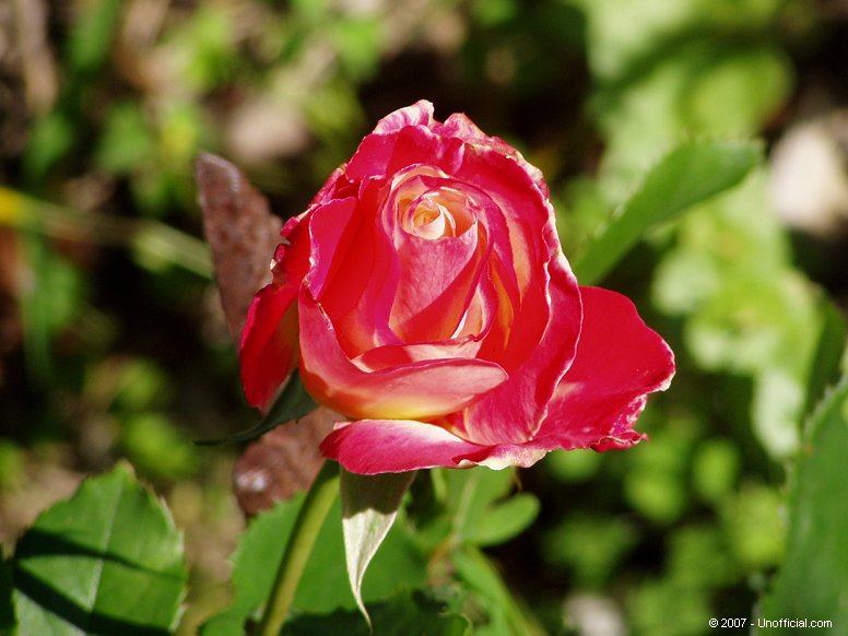 Texas Rose in northwest Travis County, Texas