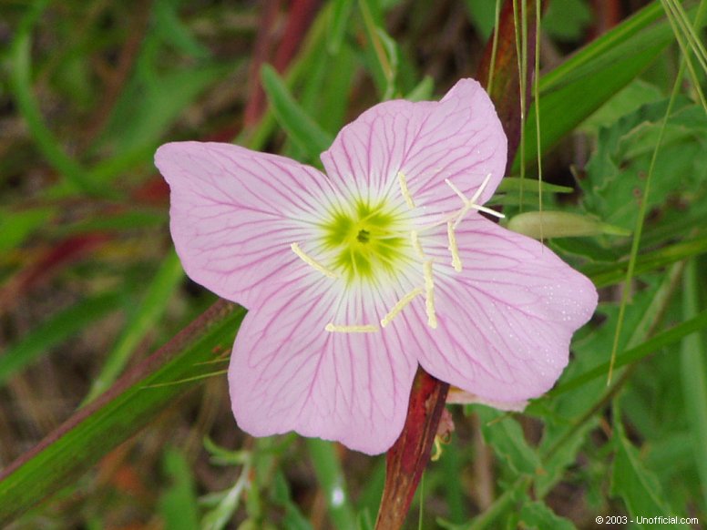 Primrose in northwest Travis County, Texas