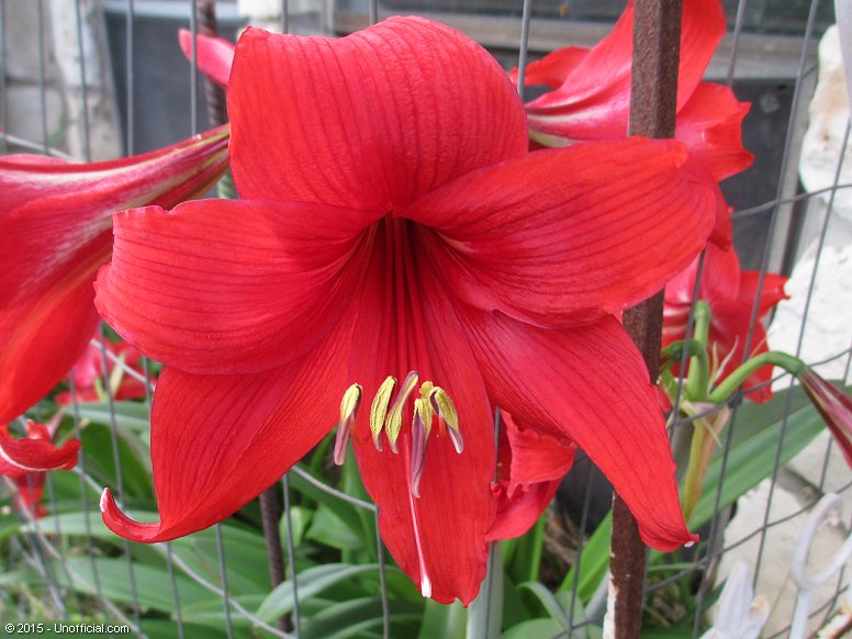 Amaryllis in northwest Travis County, Texas