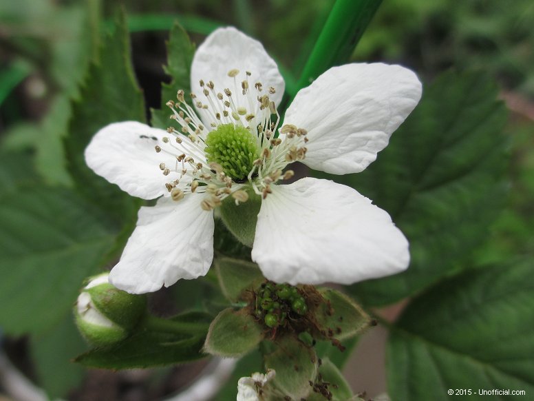 Blackberry Bloom in northwest Travis County, Texas