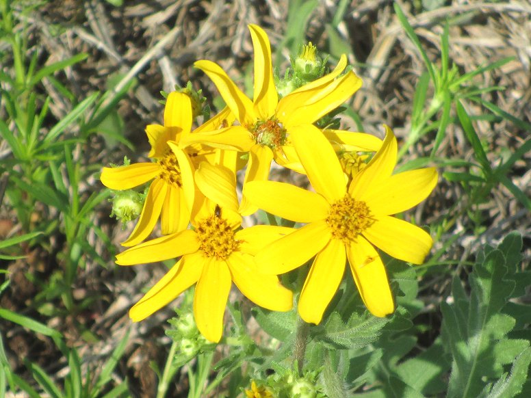 Texas Wildflowers in northwest Travis County, Texas