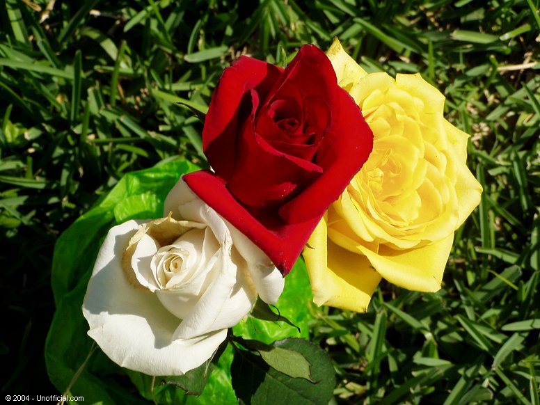 Happy Valentines Day
