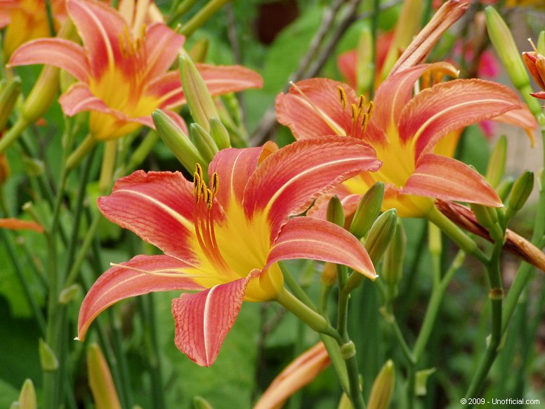 Day Lily in northwest Travis County, Texas