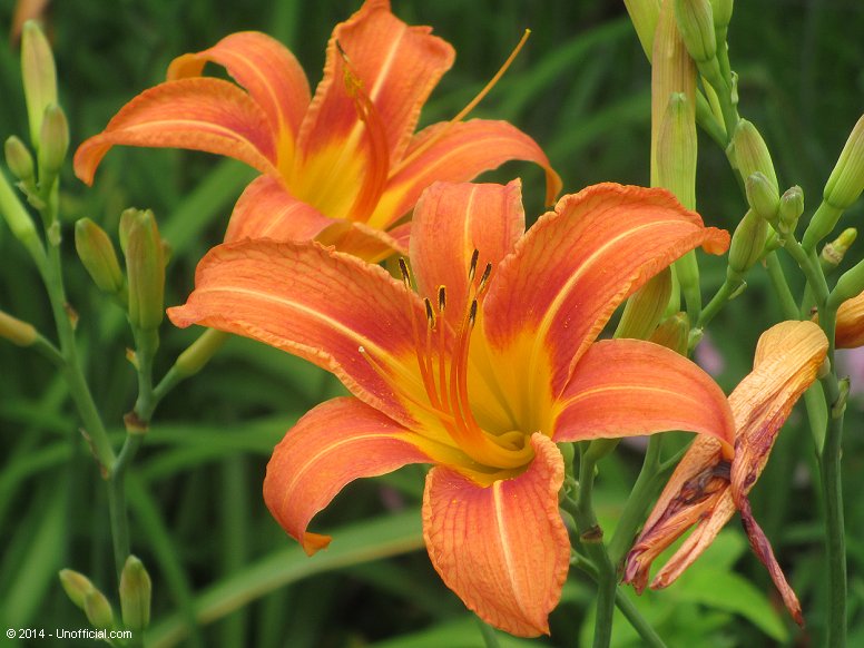 Day Lily in northwest Travis County, Texas