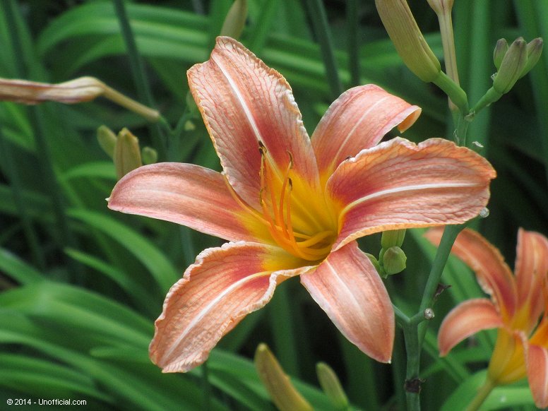 Day Lily in northwest Travis County, Texas
