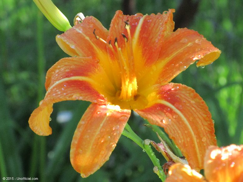 Day Lily in northwest Travis County, Texas