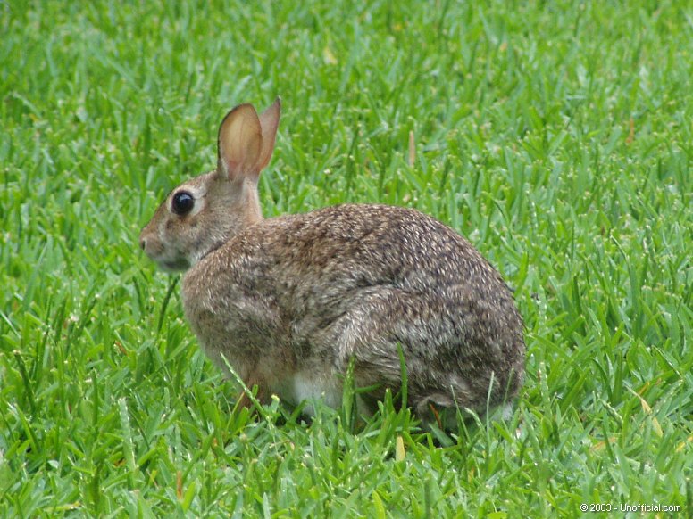 Cottontail in northwest Travis County, Texas