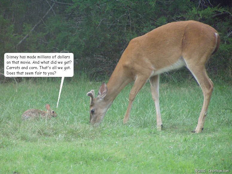 Thumper & Bambi in northwest Travis County, Texas