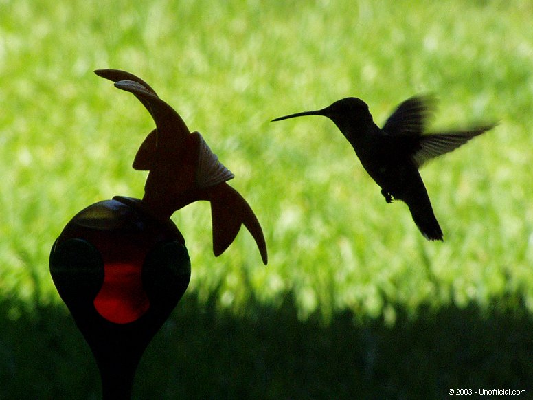 Hummingbird in northwest Travis County, Texas