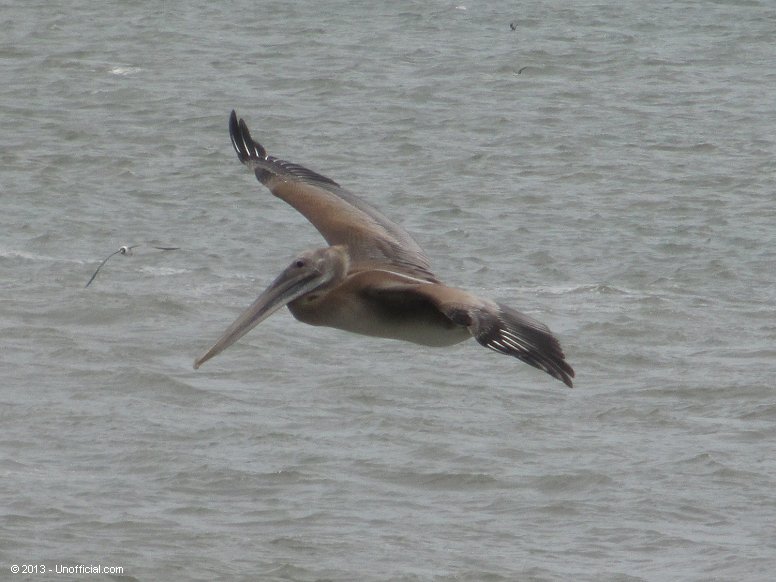 Pelican at Galveston Bay, Texas