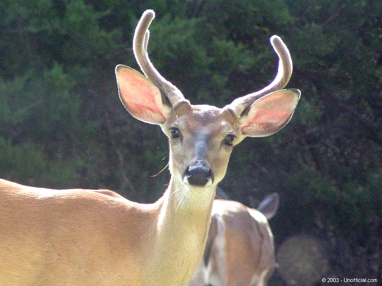 Young Buck in northwest Travis County, Texas