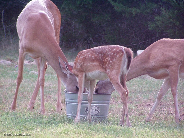 Three's a Crowd in northwest Travis County, Texas