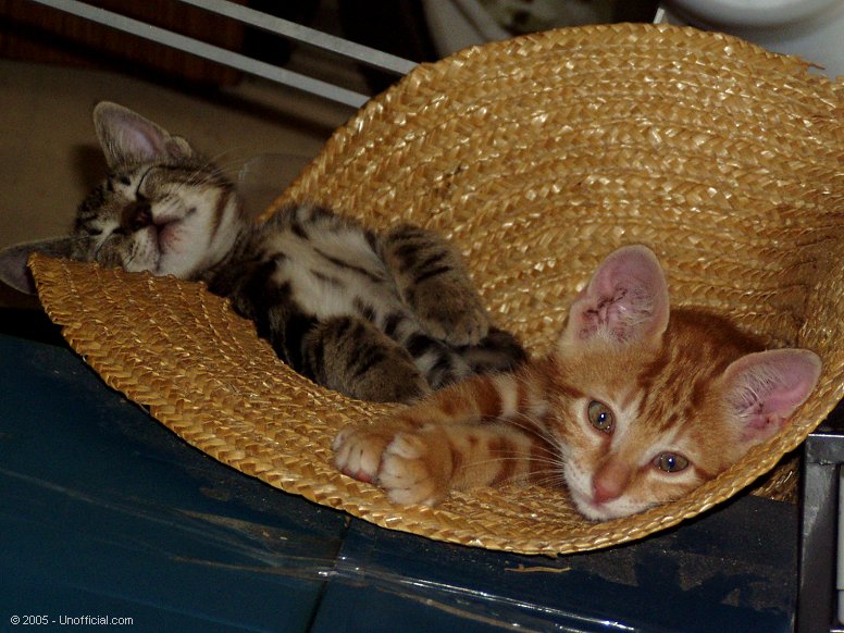 Soft Kitties in northwest Travis County, Texas