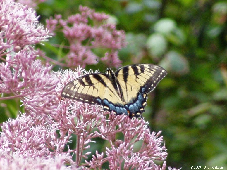 Butterfly in Kanawha County, West Virginia