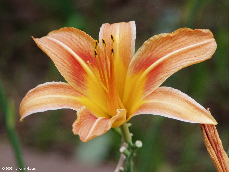 Day Lily in northwest Travis County, Texas