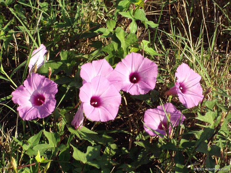 Pink Morning Glories in northwest Travis County, Texas
