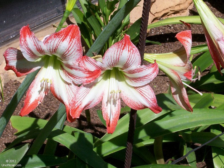 Amaryllis in northwest Travis County, Texas
