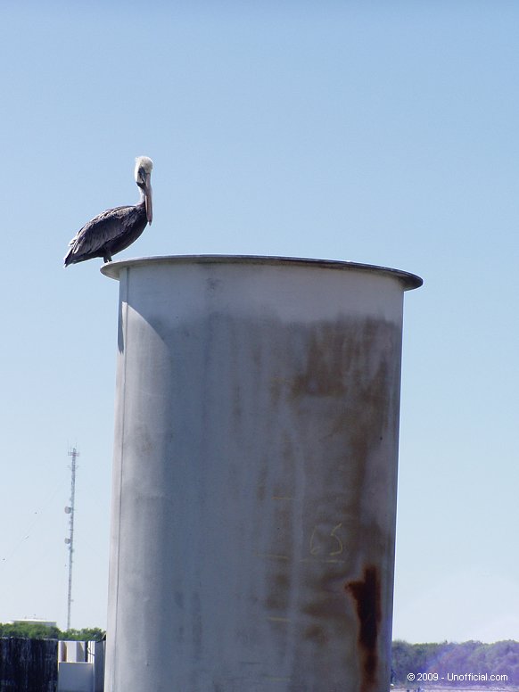 Pelican at Galveston Bay, Texas