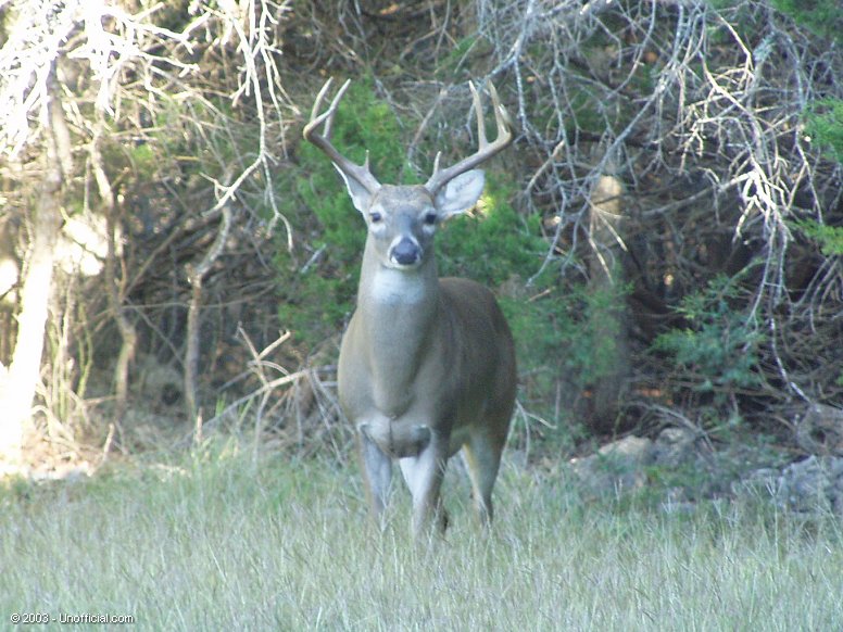 Big Boy in northwest Travis County, Texas
