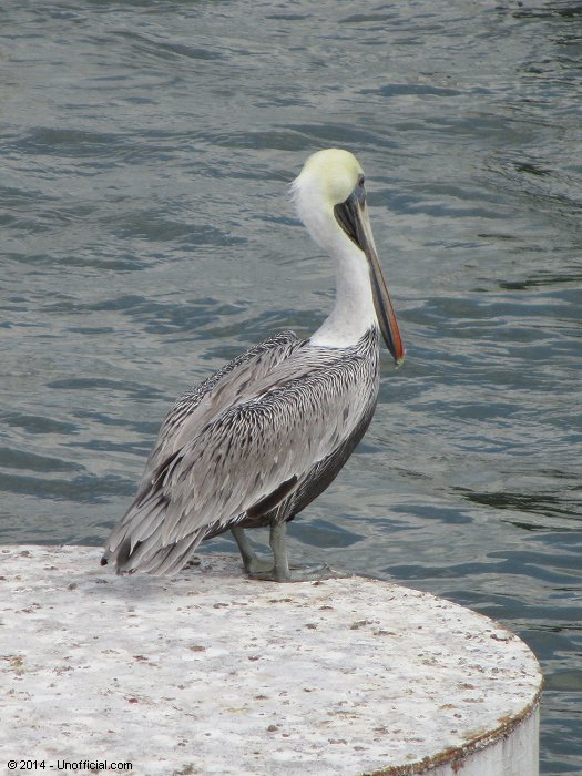 Pelican at Galveston Bay, Galveston, Texas
