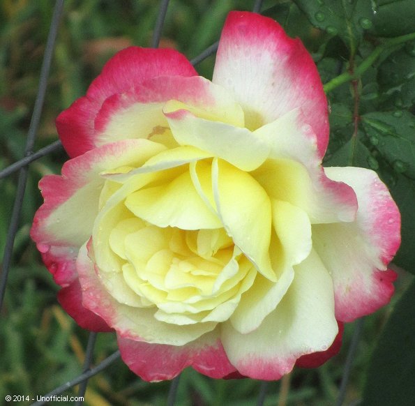 November Rose in northwest Travis County, Texas