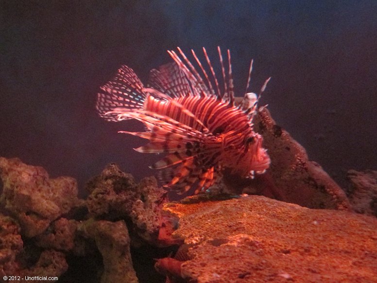 Lionfish at the Moody Gardens Aquarium, Galveston, Texas