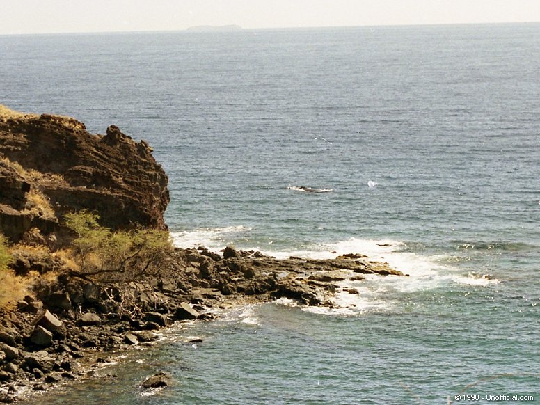 Humpback Whale at Papawai Point, Ma'alaea Bay, Maui, Hawai'i