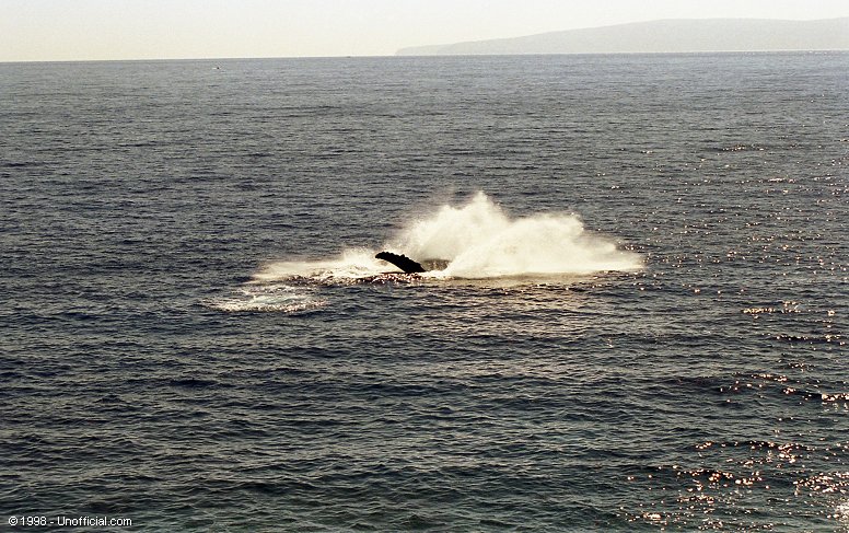 Humpback whale in Ma'alaea Bay, from Papawai Point, Maui, Hawai'i