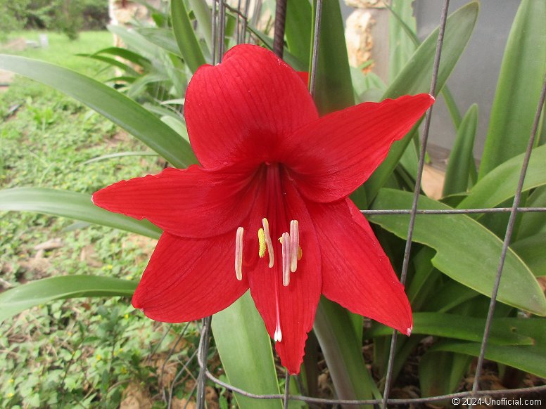 Amaryllis Bloom in northwest Travis County, Texas
